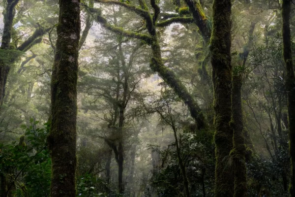 Moss covered beech forests in Fiordland New Zealand