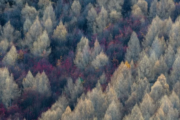 Autumn pine forests in Arrowtown New Zealand with purple and cream coloured trees