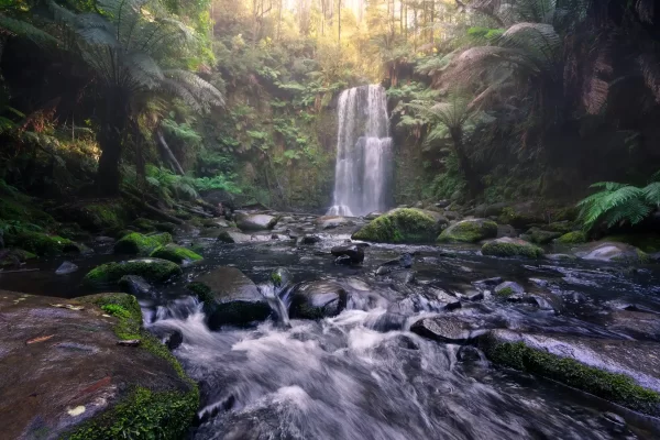 Beauchamp falls waterfall with river flowing over rocks surrounded by ferns and beech forest