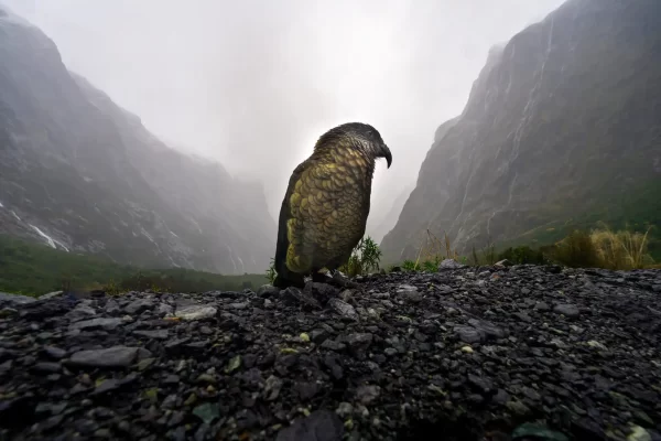 A Kea sits in a valley surrounded by mountains and waterfalls in Fiordland New Zealand