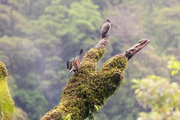 Two Keas play on a beach tree in the rain in Fiordland New Zealand