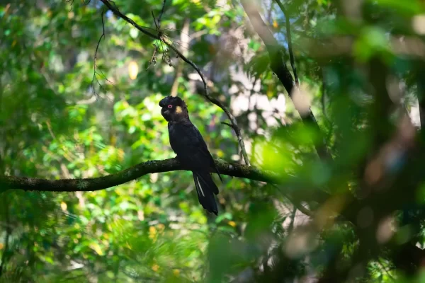 The Click Collective Black Cockatoo Wildlife Bird Australia