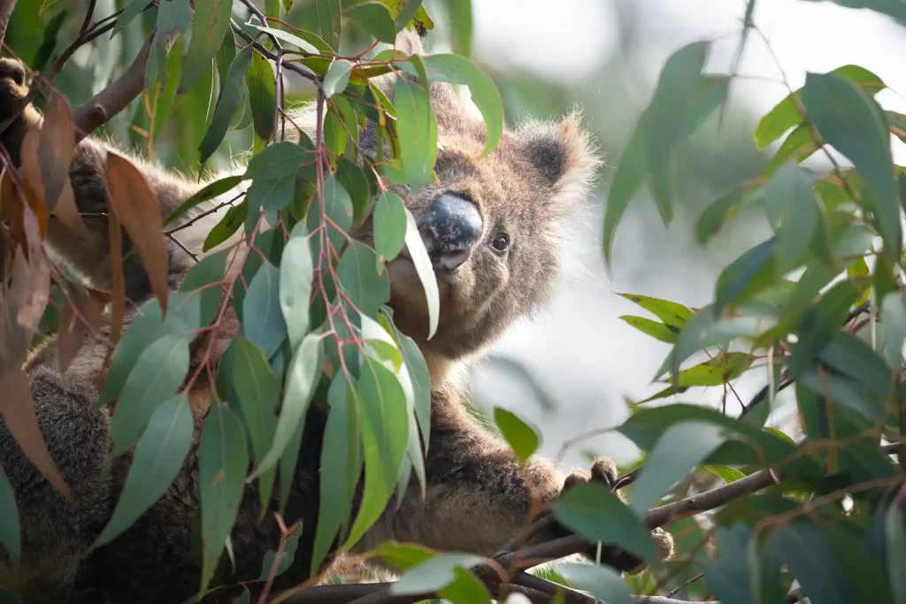 The Click Collective Koala Gum Tree Wildlife Australia