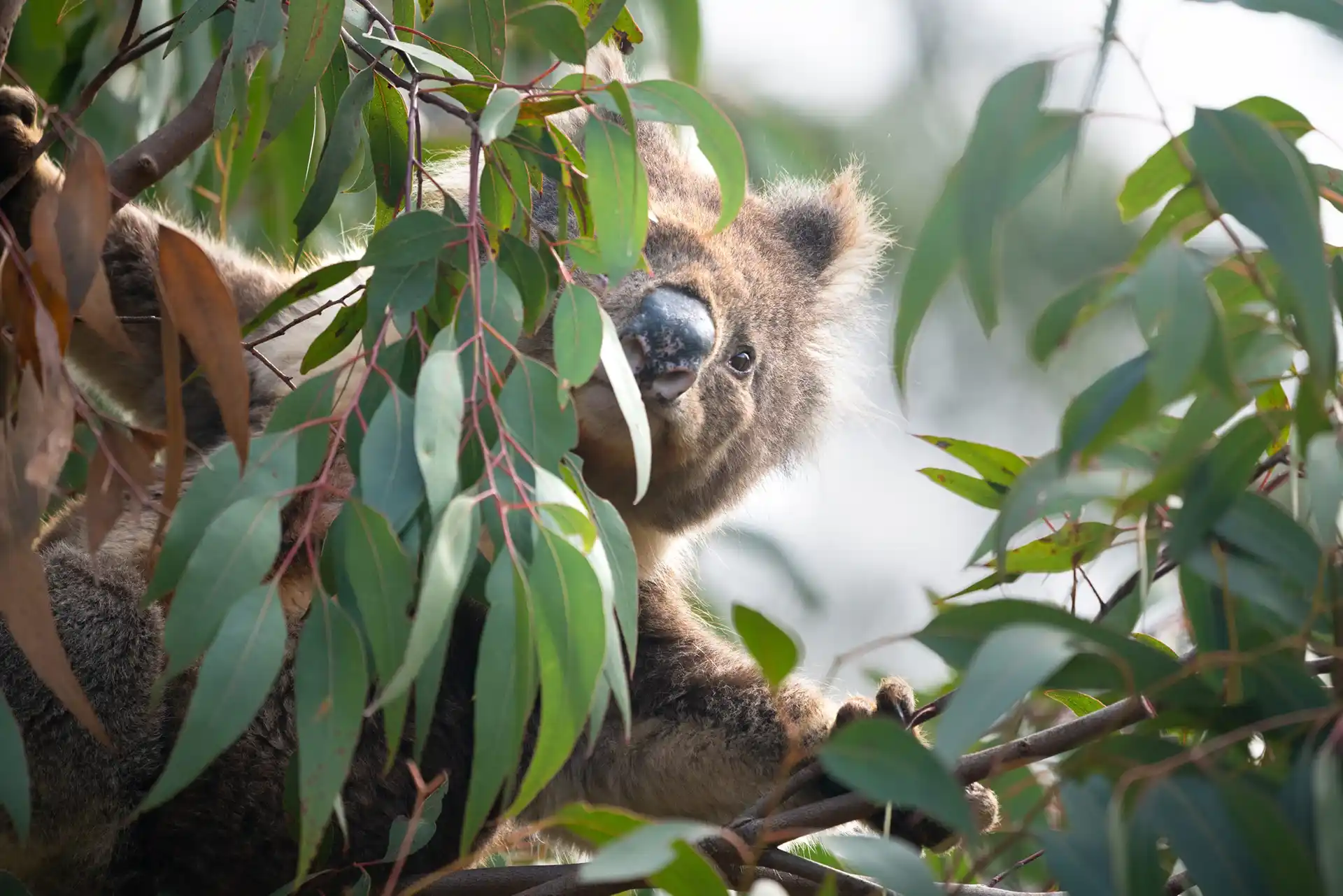 Koala peeks out behind gum leaves on the Great Ocean Road
