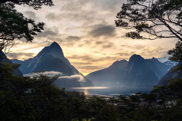 Elevated view of Milford Sound at sunset framed by beech trees