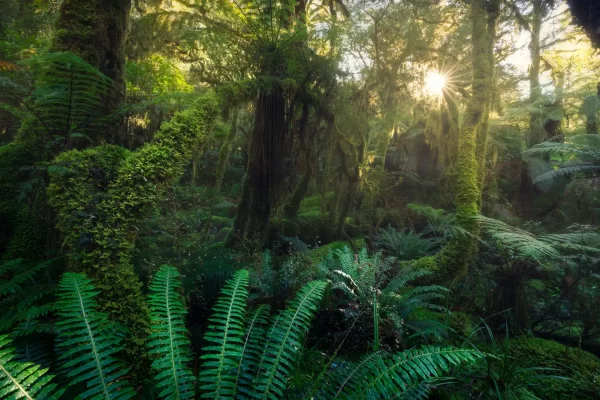 Beech forests in golden sunlight with mossy trees, ferns on the ground and tree ferns