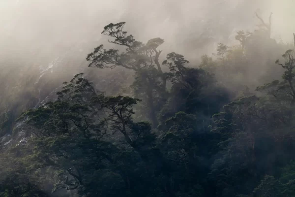 Beech trees covered in fog on a mountain side in Fiordland New Zealand