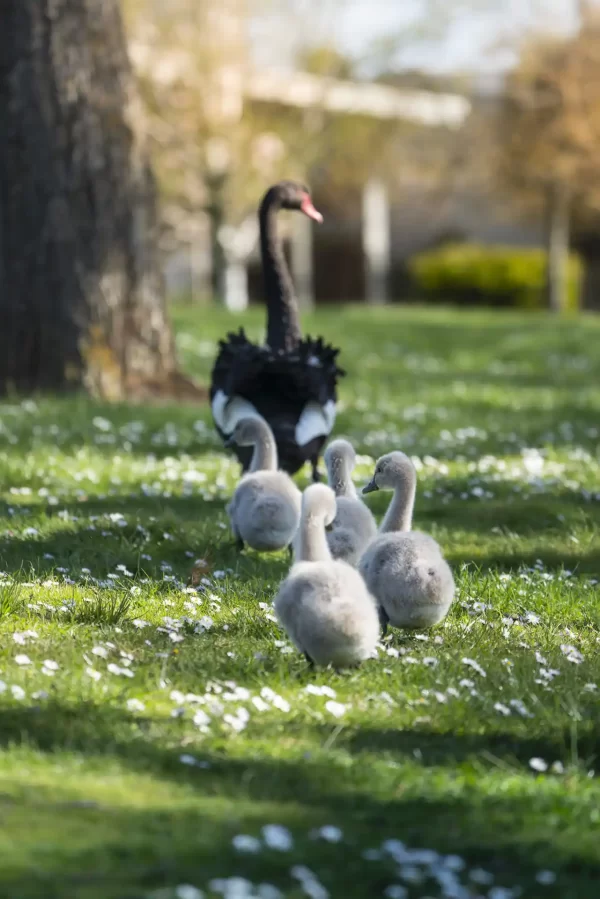 The Click Collective Cygnets Swan Wildlife Ballarat