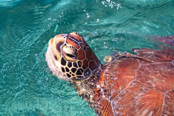 Green Turtle comes up for air on the Great Barrier Reef