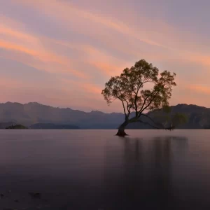 The Wanaka tree at sunrise with yellow clouds and mountains surrounding