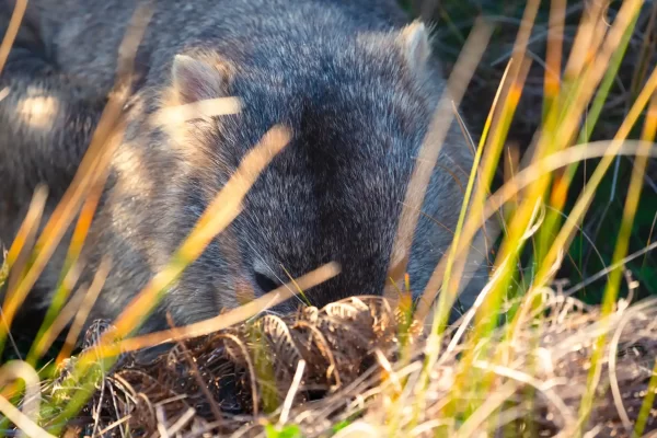 A wombat digs behind grass reeds at Wilsons Prom