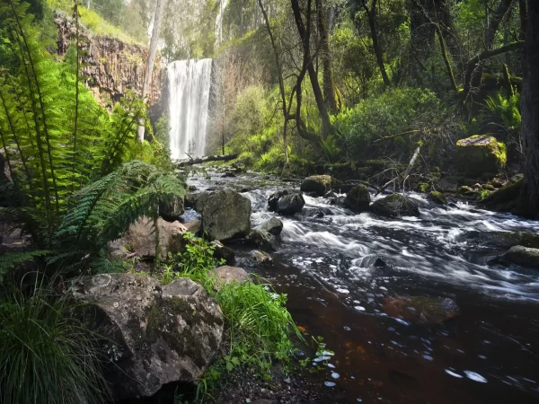 Trentham Falls waterfall with ferns, rocks and trees below