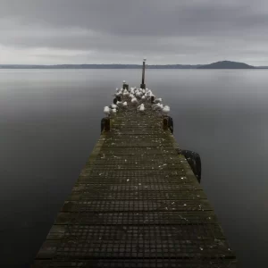 Long exposure of lake Rotorua jetty in greyscale with seagulls