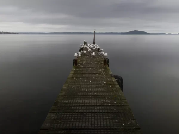 Long exposure of lake Rotorua jetty in greyscale with seagulls