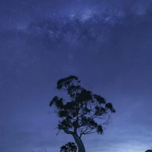 A gum tree silhouetted at night with the Milky Way core above at Lal Lal reserve