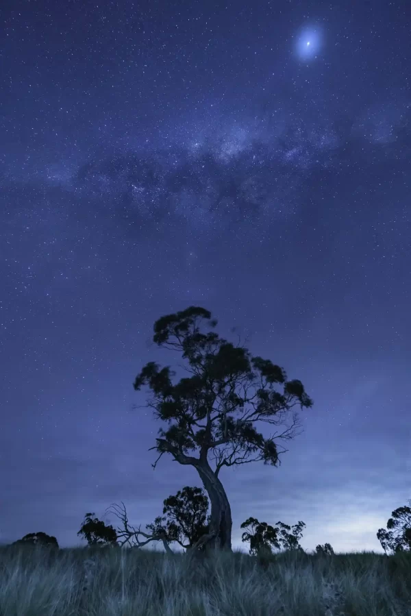 A gum tree silhouetted at night with the Milky Way core above at Lal Lal reserve