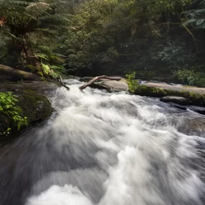 River rapids surrounded by ferns and gum trees on the Erskine River