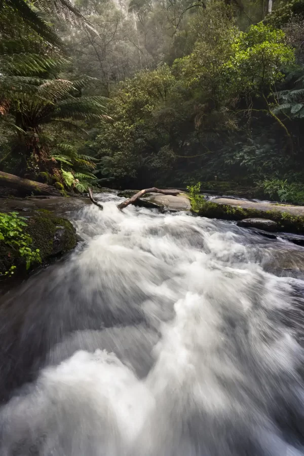 River rapids surrounded by ferns and gum trees on the Erskine River