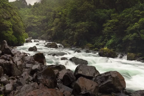 River cascades through beech forest in Fiordland over large rocks below