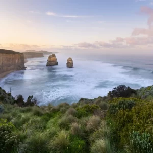 Pastel sunrise at the 12 Apostles with green coastal flowers