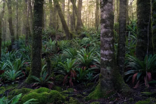 Beech forest in Fiordland with ferns covering the forest floor