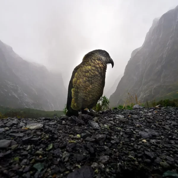 The Click Collective Kea Mountains Wildlife New Zealand